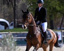 jumper Nirvana van de Muggenhoek (KWPN (Royal Dutch Sporthorse), 2018, from Raging Bull Vangelis S)