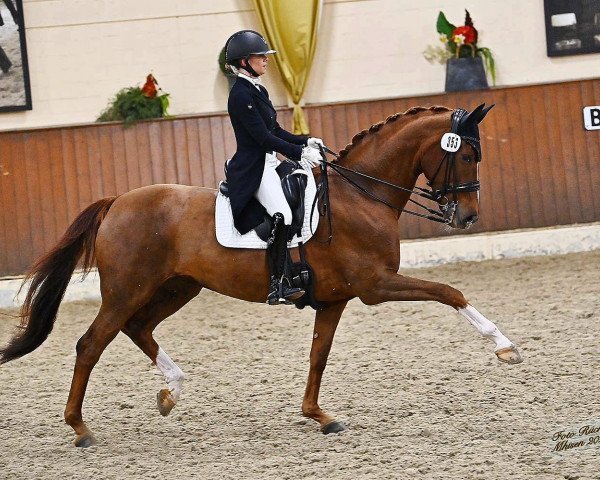 dressage horse Sunshine 621 (Westphalian, 2011, from Sunday)
