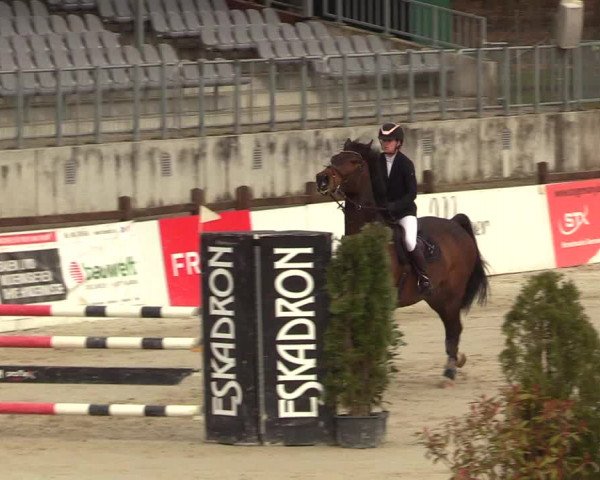 Reitturnier Westergellersen 2023
