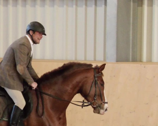 Reitturnier Herrenberg 2023