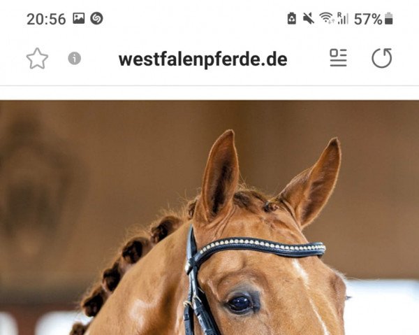 Pferd Ferentano B (Westfale, 2019, von Fürst Samarant)