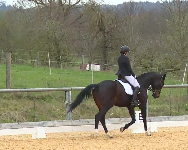 Reitturnier Altentrüdingen/Mfr. 2023
