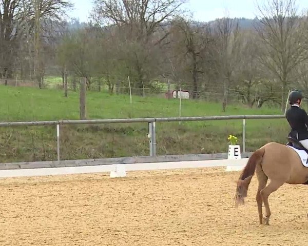 Reitturnier Altentrüdingen/Mfr. 2023