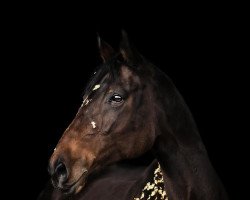 jumper Bell' Avara (Trakehner, 2012, from Perechlest)