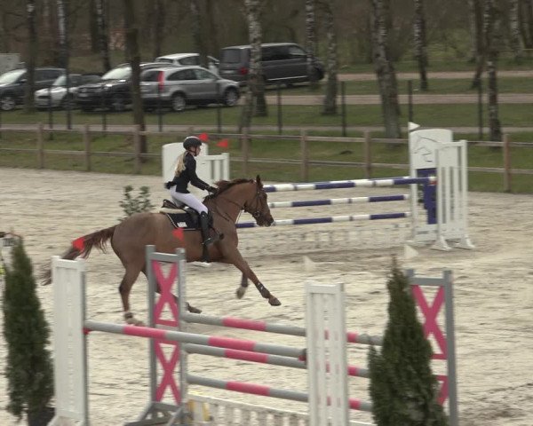 Reitturnier Westergellersen 2023