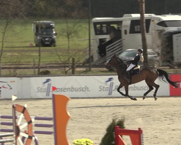 Reitturnier Westergellersen 2023