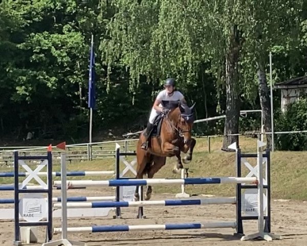 jumper Con Chilli 4 (German Sport Horse, 2016, from Clooney)