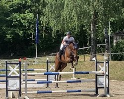jumper Con Chilli 4 (German Sport Horse, 2016, from Clooney)