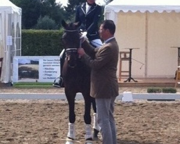 dressage horse Conen`s Chilly (Westphalian, 2012, from Conen)