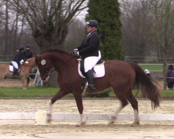 Reitturnier Wutzetz 2023