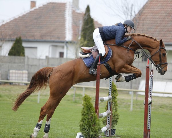 jumper Clarissa Mz (Mecklenburg, 2011, from Carbano)