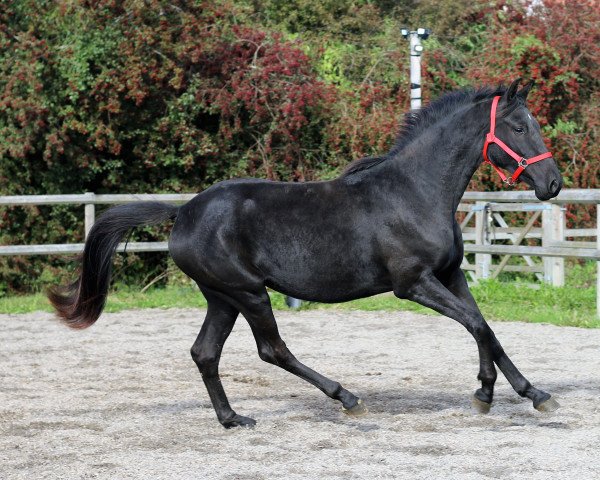 horse Fürstin (Mecklenburg, 2019, from Fürst Wilhelm)