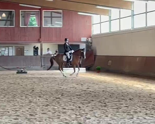 Video of Braaklander Macello