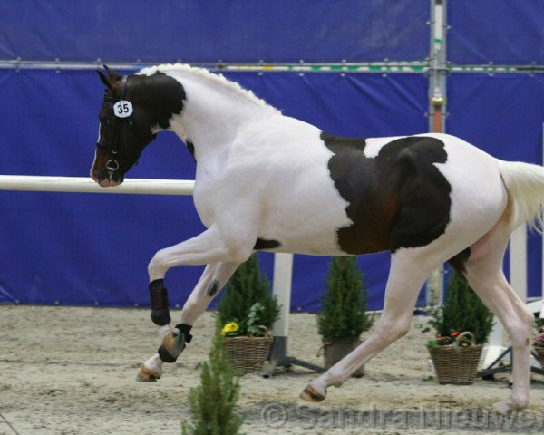 stallion Zepp (KWPN (Royal Dutch Sporthorse), 2020, from Zapatero VDL)