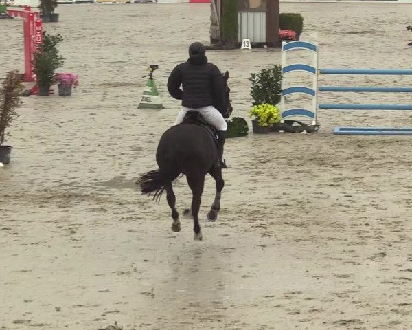 Reitturnier Westergellersen 2023