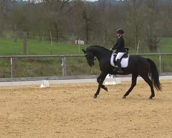 Reitturnier Altentrüdingen/Mfr. 2023