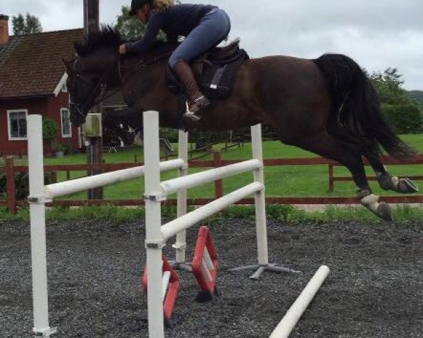 horse Batman JL (Swedish Warmblood, 2010, from Baltimore 1178)