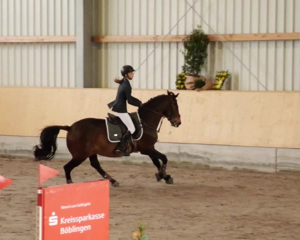 Reitturnier Herrenberg 2023