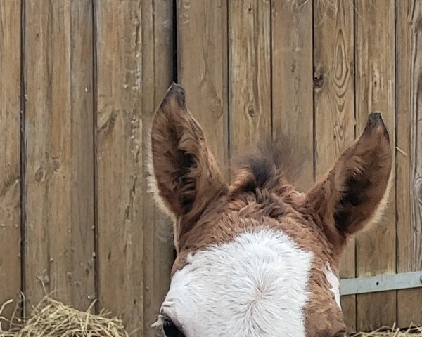 Zuchtstute Leherfelds Princess Easternight (Deutsches Reitpony, 2023, von Expecto Patronum 3)
