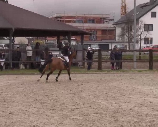Reitturnier Poxdorf/Ofr 2023