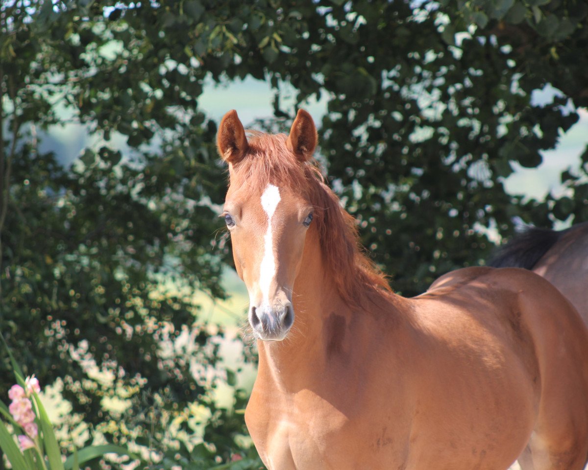 horse Gentle Touch (German Riding Pony, 2021, from Gigabyte)