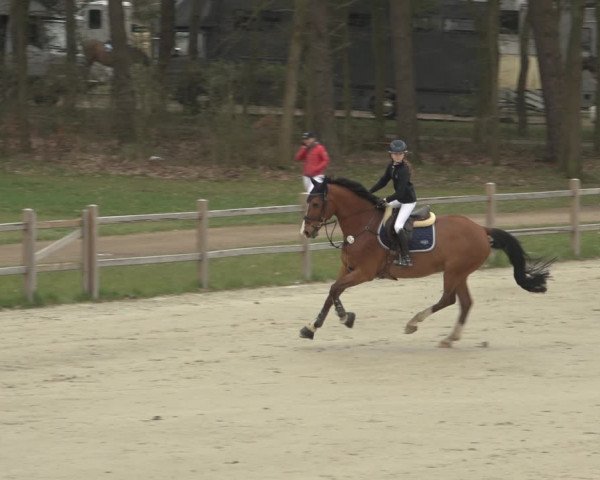 Reitturnier Westergellersen 2023