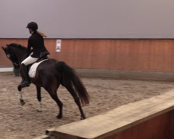 Reitturnier Leverkusen-Rheindorf 2023