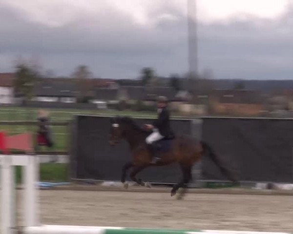 Reitturnier Poxdorf/Ofr 2023