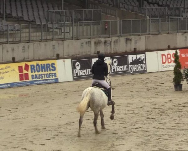 Reitturnier Westergellersen 2023