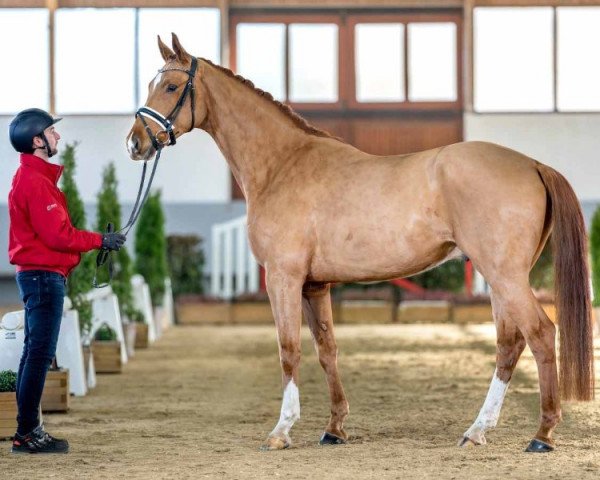 dressage horse Blinding Light W (Westphalian, 2018, from Callaho's Benicio)