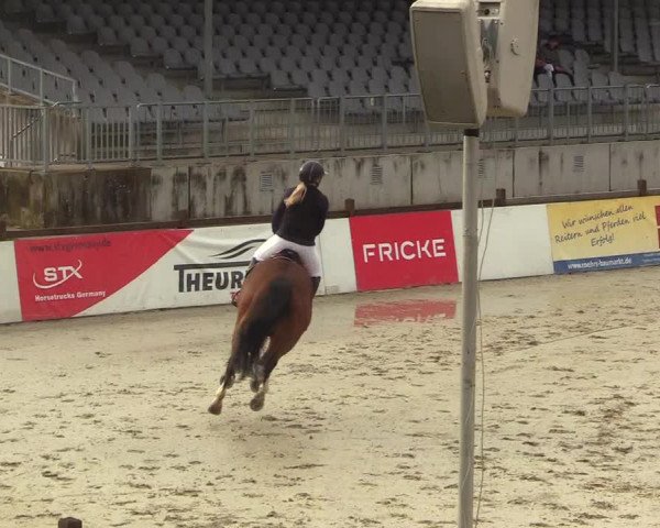 Reitturnier Westergellersen 2023