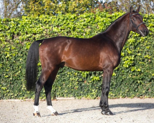 stallion VDL Pommerol de Muze (Belgian Warmblood, 2015, from Emerald van 't Ruytershof) stallion VDL Pommerol de Muze (Belgian Warmblood, 2015, from Emerald van 't Ruytershof)