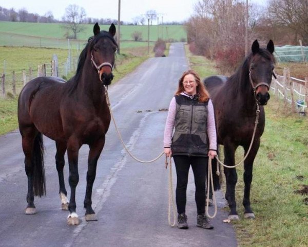 Pferd Fedor (Trakehner, 2018, von Insterburg TSF)
