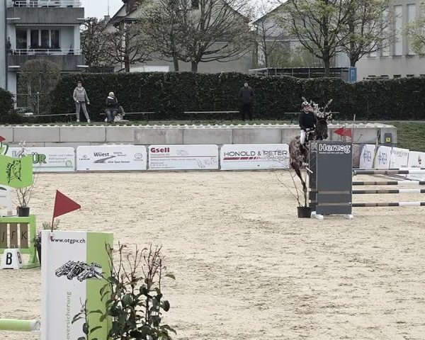 Reitturnier Amriswil 2023