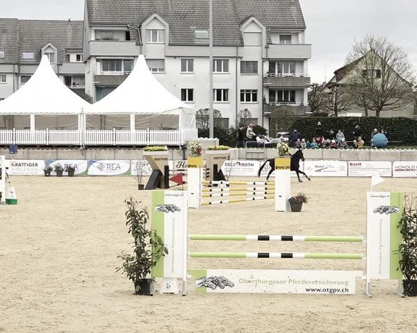 Reitturnier Amriswil 2023