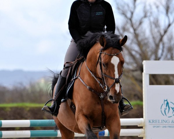 Springpferd Stakkato de Semilly (Oldenburger Springpferd, 2017, von Stakkato Gold)
