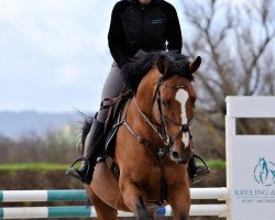 jumper Stakkato de Semilly (Oldenburg show jumper, 2017, from Stakkato Gold)