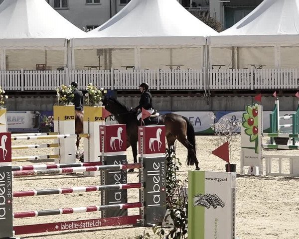 Reitturnier Amriswil 2023