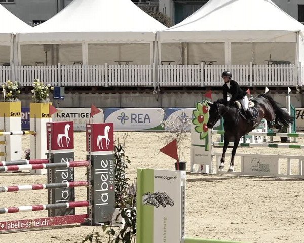 Reitturnier Amriswil 2023