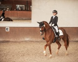 jumper Cyriac Son (German Riding Pony, 2007, from Cyriac WE)