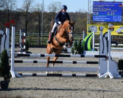 horse Don 613 (Mecklenburg, 2017, from Diamant de Landor)