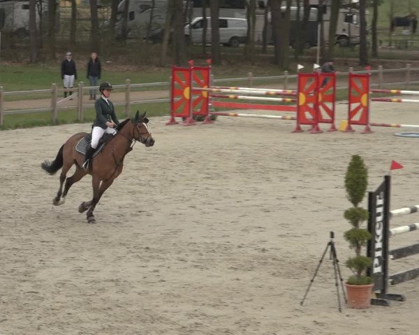 Reitturnier Westergellersen 2023
