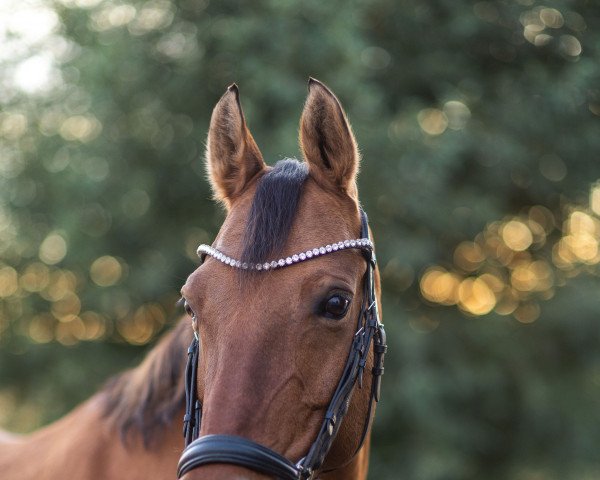 horse Daddy’s Daughter RB (German Riding Pony, 2010, from FS Daddy Cool)