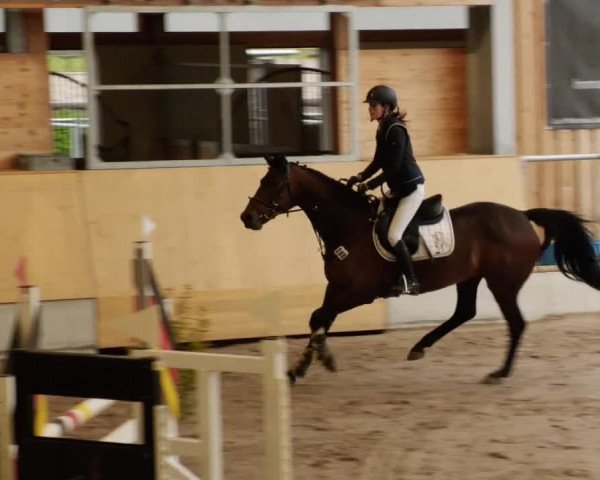 Reitturnier Herrenberg 2023