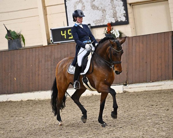 dressage horse Distinto (Lusitano, 2008, from Rubi)