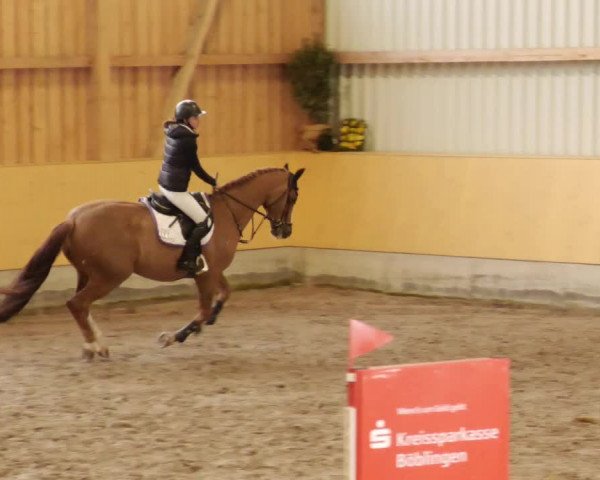 Reitturnier Herrenberg 2023