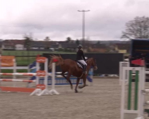 Reitturnier Poxdorf/Ofr 2023