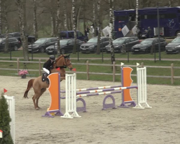Reitturnier Westergellersen 2023
