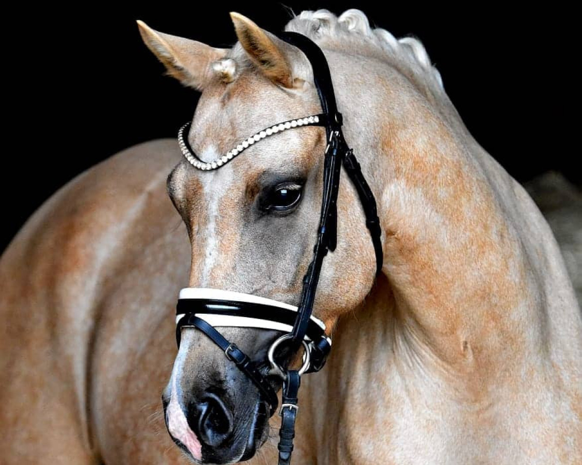 broodmare Chanell (German Riding Pony, 2016, from Movie Star)