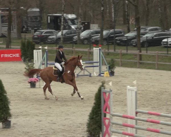 Reitturnier Westergellersen 2023